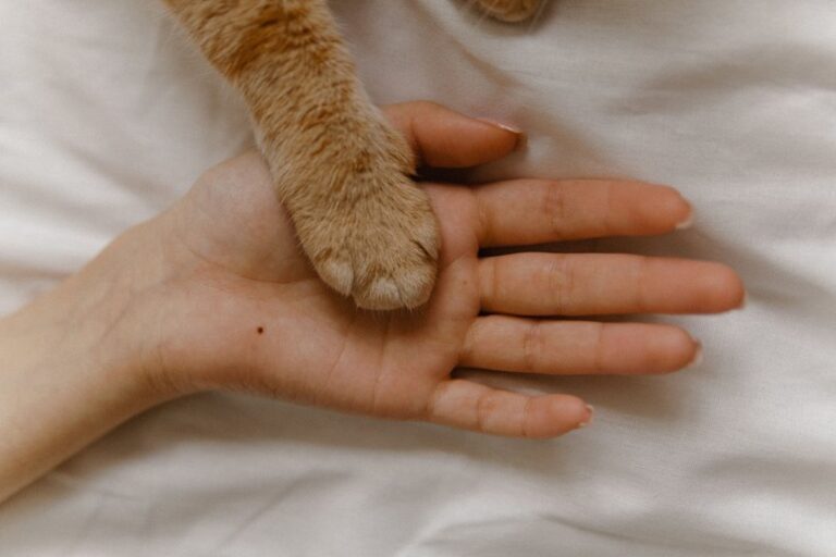 prayers for animal care